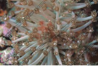 Corals 0061